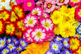 50 MIXED ENGLISH PRIMROSE Primula Vulgaris Acaulis Shade Houseplant Flower Seeds