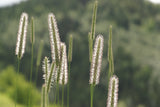 500 DERBY TIMOTHY GRASS Ornamental Phleum Pratense Seeds