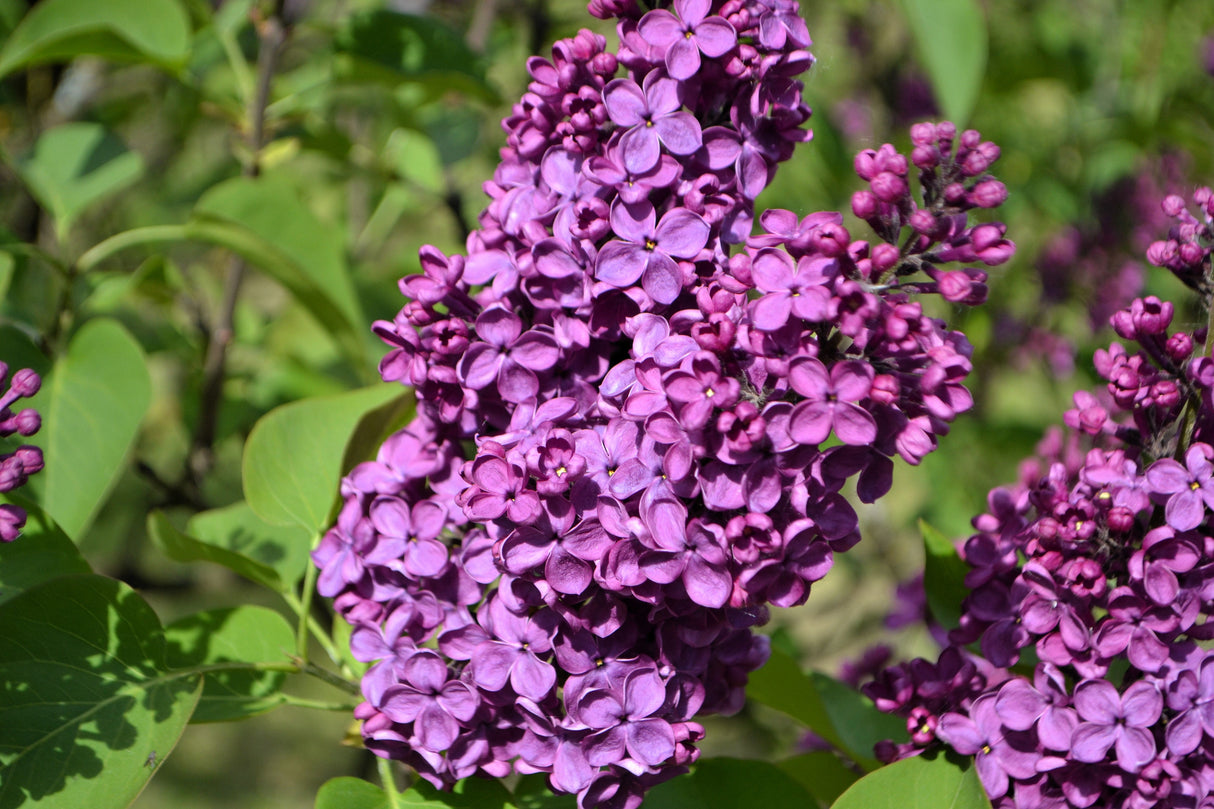 25 FRENCH / Old FASHIONED LILAC Syringa Vulgaris Flower Shrub Bush Seeds