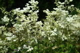 20 QUEEN of the MEADOW Filipendula Ulmaria Meadowsweet Native Prairie Fragrant White Flower Seeds