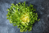 3000 GREEN CURLED ENDIVE (Frisée / Salad Endive / Moss Curled Endive / Escarole) Cichorium Endivia Vegetable Seeds