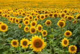 50 HOPI Black Dye SUNFLOWER Helianthus Annuus Flower Seeds