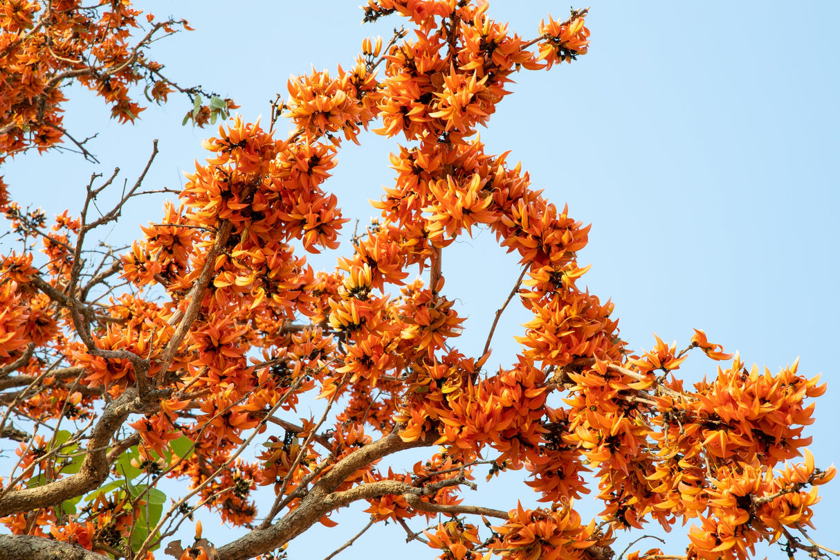5 FLAME OF THE FOREST Tree Butea Monosperma Palash Orange Red Flower Seeds