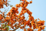 5 FLAME OF THE FOREST Tree Butea Monosperma Palash Orange Red Flower Seeds