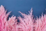 200 Ornamental PINK PAMPAS GRASS Cortaderia Selloana Rosea Seeds