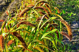 100 FOXTAIL MILLET Setaria Italica Ornamental Grass Flower Seeds