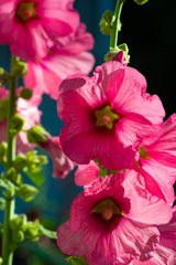 50 PINK CHECKERMALLOW Sidalcea Hendersonii Henderson's Checkerbloom Flower Seeds