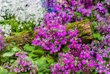 100 Mixed Colors FAIRY PRIMROSE Primula Malacoides Red Pink Purple White Baby Primrose Shade Houseplant Flower Seeds