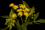 150 GOLDEN ALEXANDER (Golden Zizia / Meadow Zizia) Zizia Aurea Flower Seeds