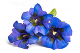 15 Blue STEMLESS GENTIAN Gentiana Acaulis Kochiana Flower Seeds