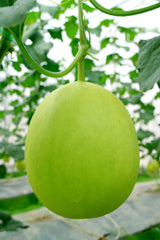 150 HONEYDEW GREEN FLESH Cucumis Melo Inodorus Melon Fruit Seeds