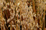 200 ORGANIC OAT Oats Avena Sativa Grain Vegetable Seeds