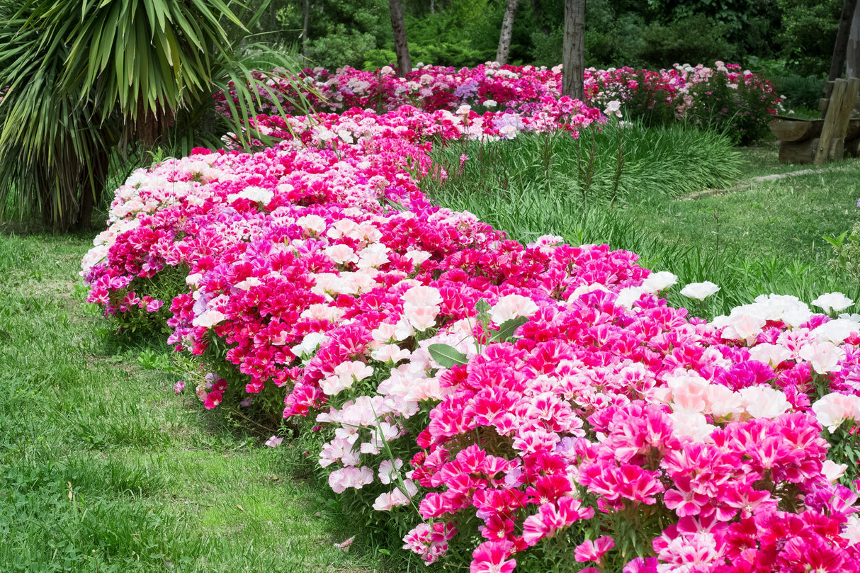 500 DOUBLE DEUCES GODETIA Grandiflora Clarkia Amoena Mixed Colors & Bicolor Flower Seeds