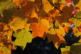 15 TULIP POPLAR TREE Yellow Flower Liriodendron Tulipifera Whitewood Seeds