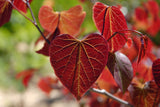 20 Eastern REDBUD TREE Cercis Canadensis Pink Flowering Native Tree Seeds