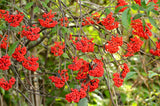 100 RED ELDERBERRY Sambucus Racemosa Scarlet Mountain Elder Bunchberry Tree Shrub Fruit Berry Seeds