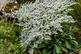 30 GERMAN STATICE White Sea Lavender Goniolimon Tataricum Limonium Flower Seeds