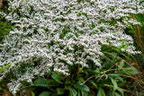 30 GERMAN STATICE White Sea Lavender Goniolimon Tataricum Limonium Flower Seeds