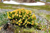 25 ROSEROOT STONECROP Golden Rose Root Sedum Rhodiola Rosea Yellow Succulent Flower Seeds