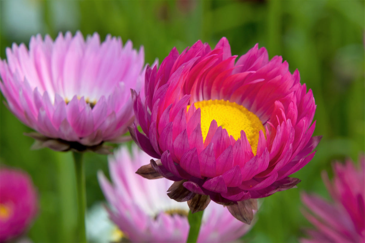 100 MIXED DOUBLE ACROCLINIUM Paper Daisy Helipterum Roseum Rhodanthe Flower Seeds
