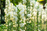 250 WHITE SNOWFLAKE SNAPDRAGON Antirrhinum Majus Flower Seeds