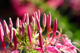 200 ROSE QUEEN CLEOME Hassleriana Spinosa Pink Spider Flower Seeds