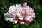 100 Flemish Antique PEONY POPPY MIXED Colors  Papaver Peoniflorum Flower Seeds