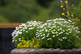 100 White DWARF CREEPING DAISY Chrysanthemum Paludosum Leucanthemum Flower Seeds