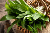 10 RAMSONS / WILD Bear GARLIC Allium Ursinum Vegetable Herb White Flower Seeds