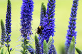 50 Mixed Colors VERONICA SIGHTSEEING MIXTURE (Spike Speedwell) Veronica Spicata Flower Seeds