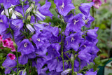 500 TELHAM BEAUTY BELLFLOWER Blue Peach Leaved Campanula Persicifolia Flower Seeds