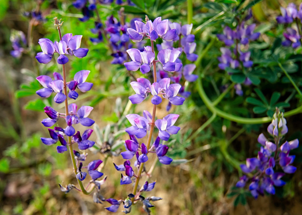 100 ARROYO LUPINE (Hollowleaf Lupine / Succulent Lupine) Lupinus Succulentus Flower Seeds