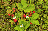100 VESCA BARON STRAWBERRY Solemacher Berry Fragari Fruit Seeds