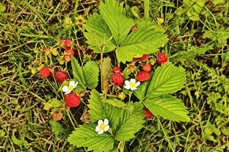 100 VESCA BARON STRAWBERRY Solemacher Berry Fragari Fruit Seeds