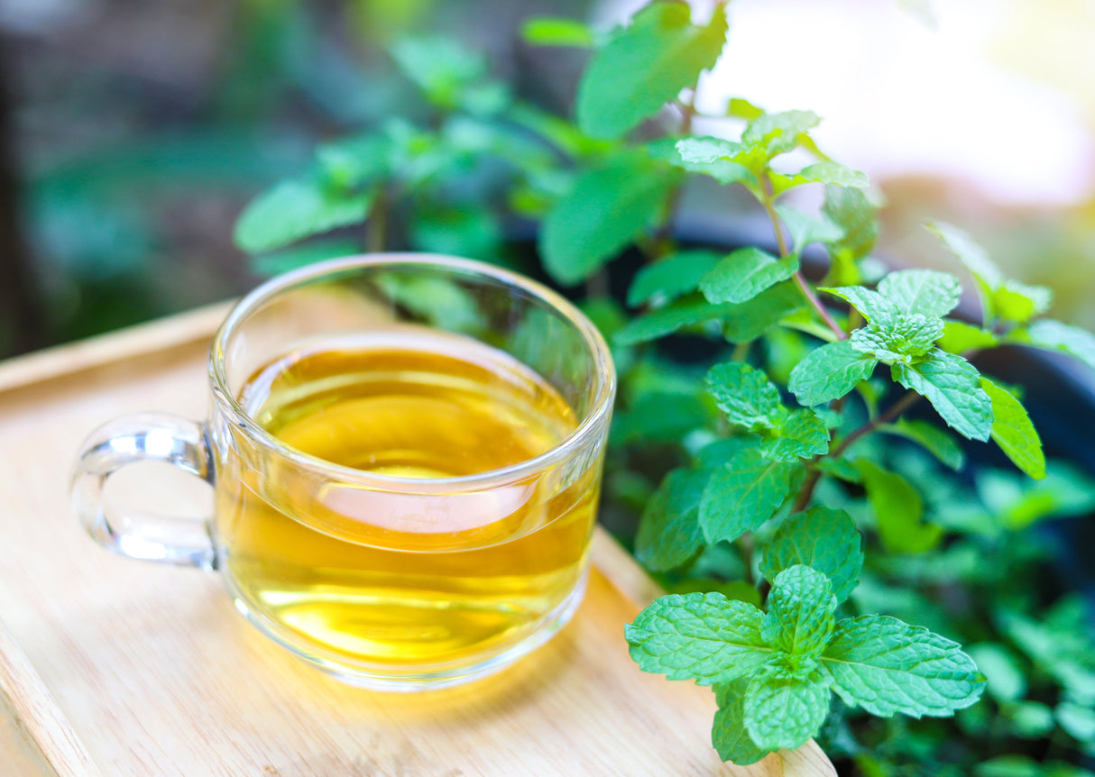 500 SPEARMINT (English Mint) Mentha Spicata Herb Flower Seeds
