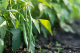 50 BURPEE STRINGLESS Green Pod BEAN French Phaseolus Vulgaris Vegetable Seeds