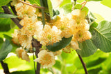 100 KIWI FRUIT Kiwi Actinidia Vine Seeds (Kiwifruit / Hardy Kiwi / Tara Vine / Yang Tao / Chinese Gooseberry / Chinese Strawberry)