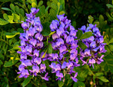 10 TEXAS Mountain LAUREL Sophora Secundiflora Mescal Tree Purple Flower Seeds