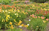 10 MIXED COLORS DAYLILY Hemerocallis Day Lily Fine Mix Red Purple Flower Seeds