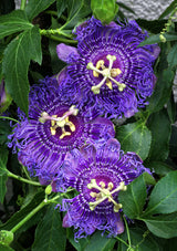 10 Purple PASSION FLOWER Passion FRUIT Granadilla Passiflora Incarnata Vine Seeds