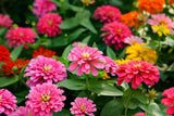 250 Mixed Colors Common GARDEN ZINNIA Elegans Flower Seeds