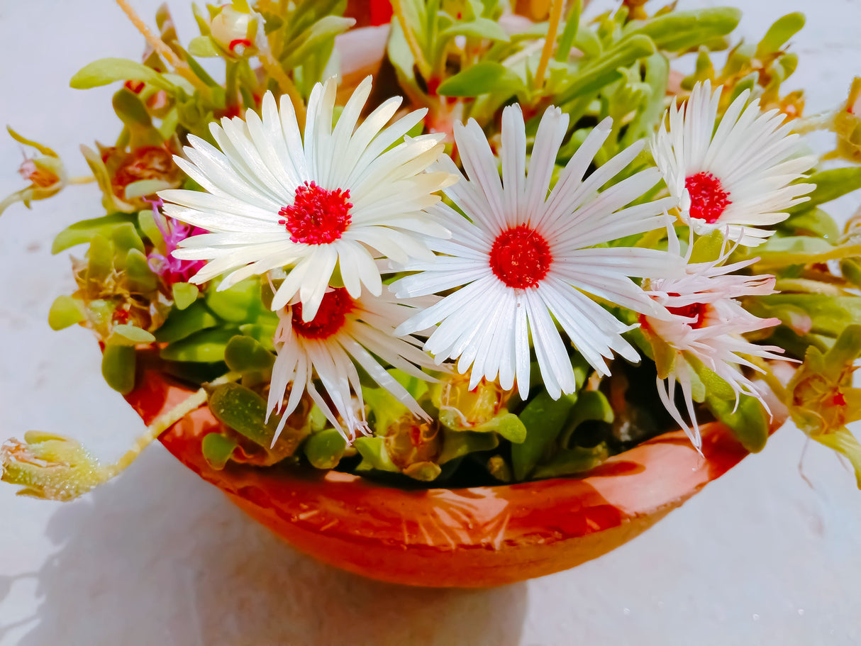 100 Gelato WHITE ICE PLANT Mesembryanthemum Livingstone Daisy Flower Seeds