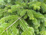 30 BALSAM FIR Tree Abies Balsamea Christmas Tree Silver Pine Canadian Fir Native Evergreen Seeds