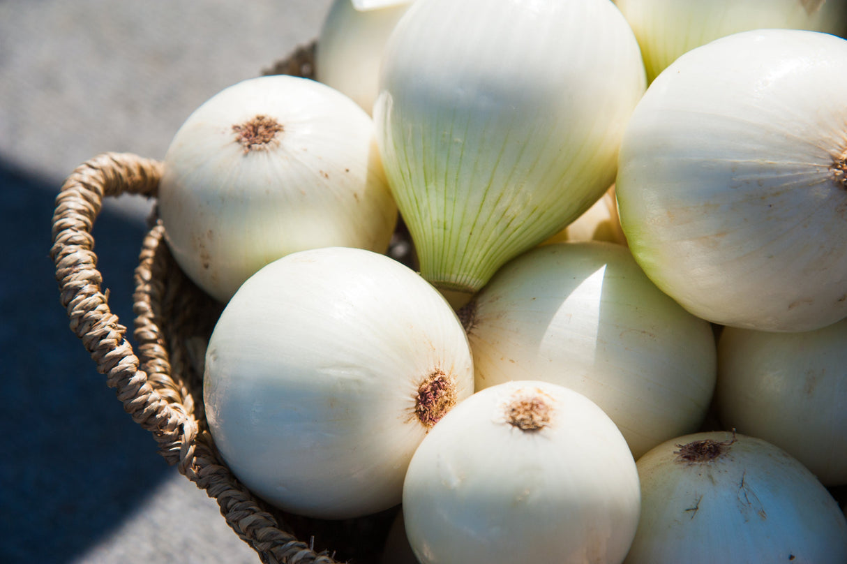 250 ECLIPSE ONION White Sweet Allium Cepa Vegetable Seeds