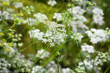 500 Organic CUMIN Cuminum Cyminum Herb Flower Seeds