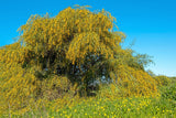 10 GOLDEN MIMOSA Acacia Baileyana Yellow Wattle Tree Flower Seeds