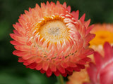 100 APRICOT & PEACH STRAWFLOWER Organic Mix Coral Paper Daisy Helichrysum Xerochrysum Bracteatum Flower Seeds