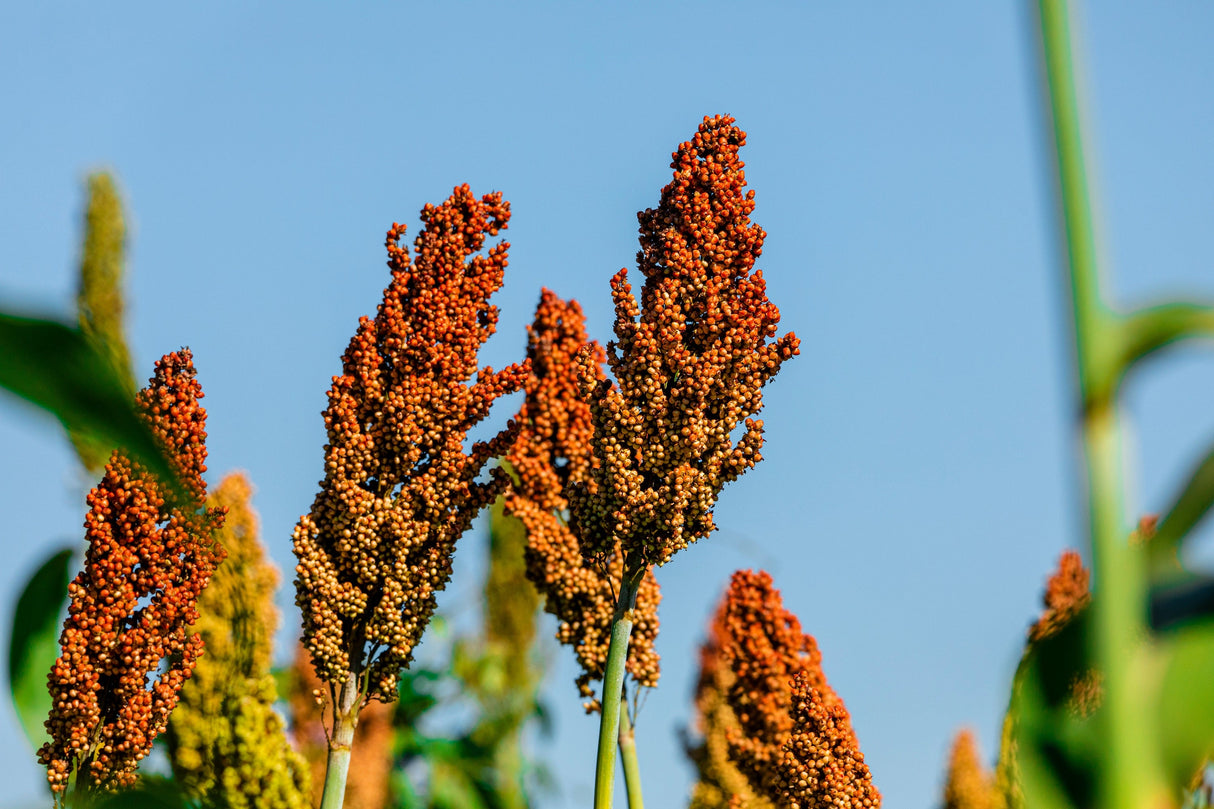 50 HONEY DRIP SORGHUM Bicolor Honey Drop Syrup Grain Vegetable Seeds