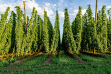 25 COMMON HOPS European Humulus Lupulus Vine Seeds Beer Making Ingredient Seeds