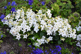 100 Organic WHITE NICOTIANA Flowering TOBACCO Nicotiana Alata Seeds